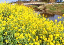 立木新田橋付近