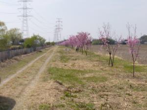 『陽光桜』の画像