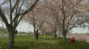 駅からハイキング（桜づつみ）