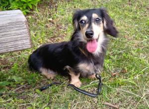 迷い犬