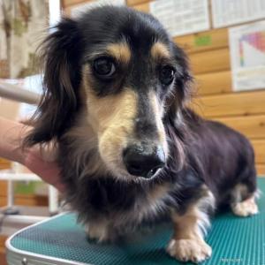 迷い犬２