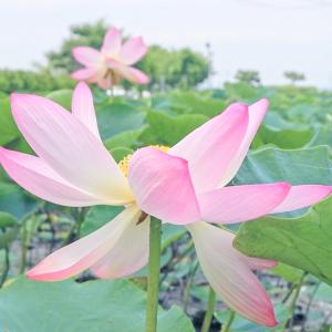 サンプル画像1