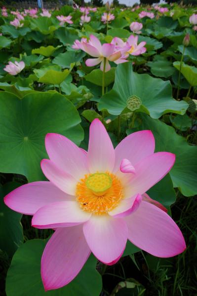 古代ハス開花