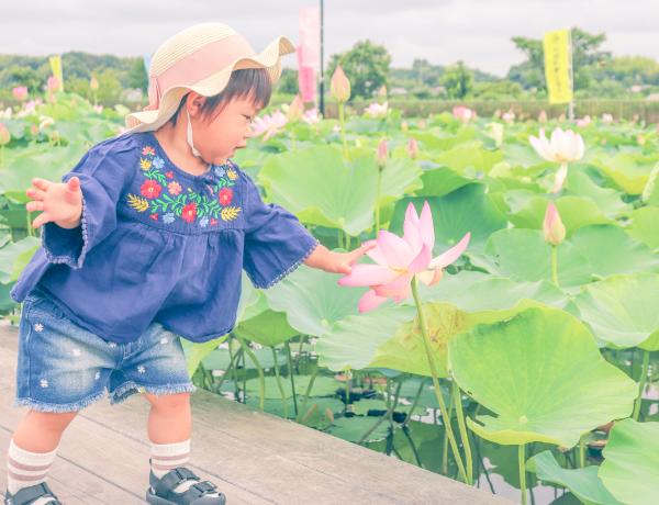 「はじめての蓮」