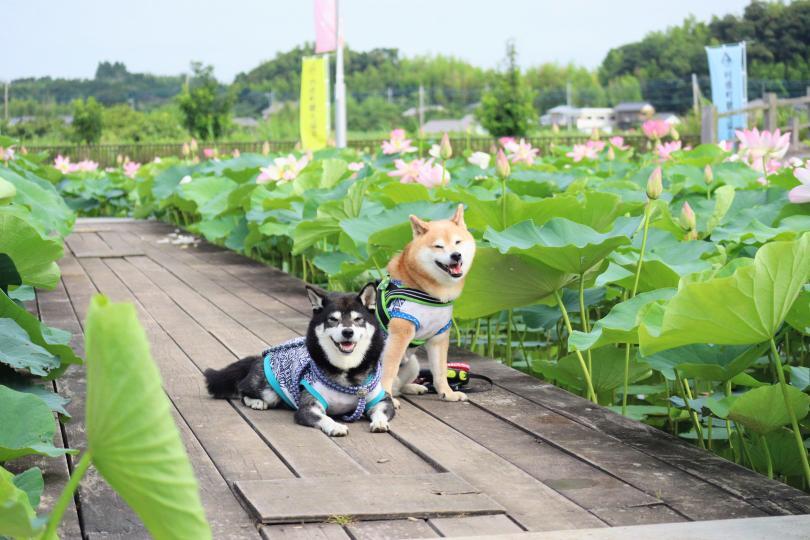 サンプル画像3
