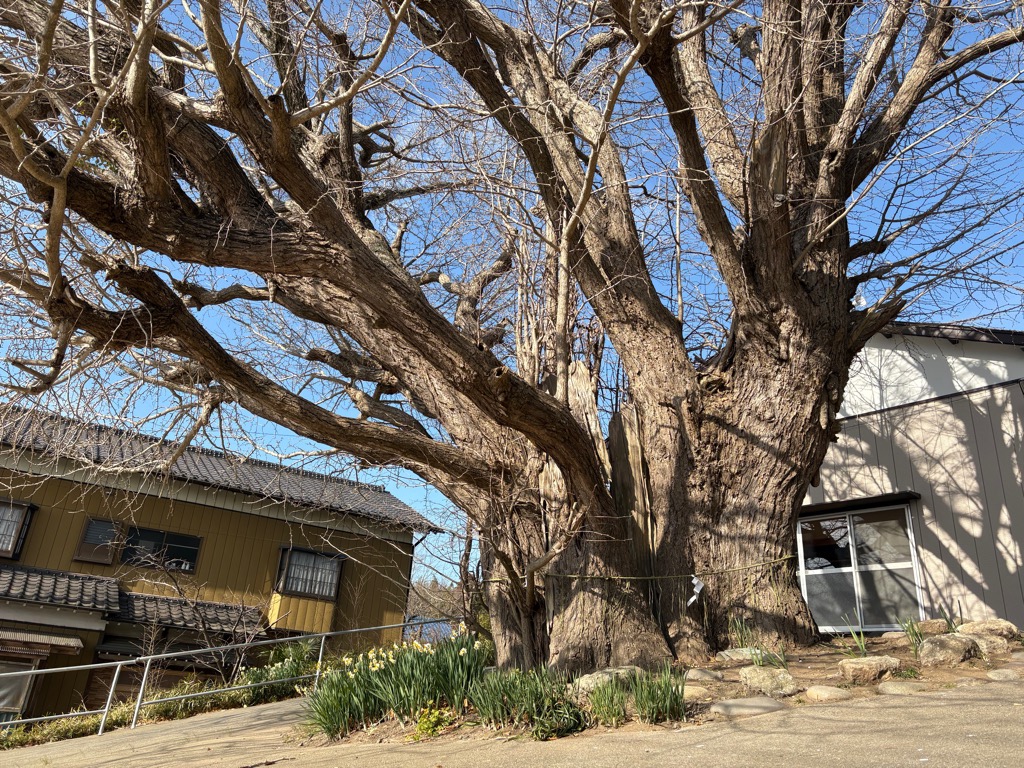 こうもう神社　門の宮樹木
