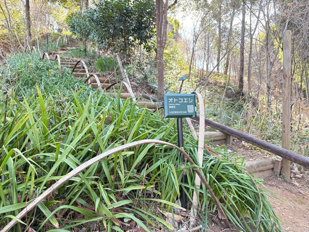 大平野生植物園(2)