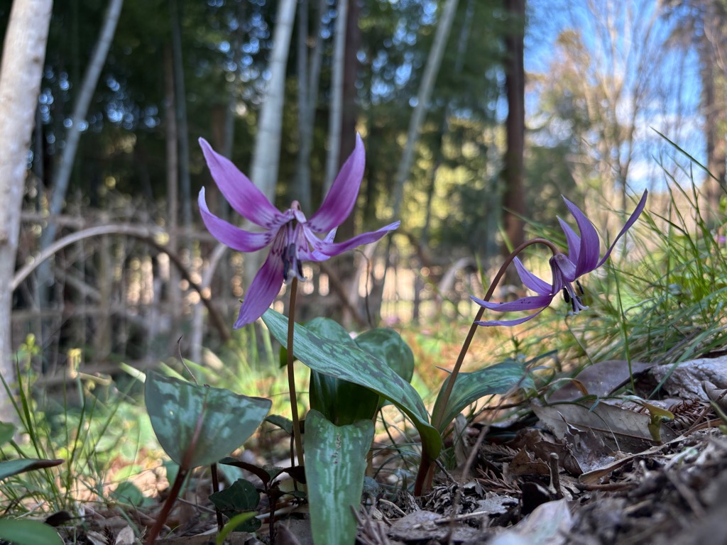 大平野生植物園(3)