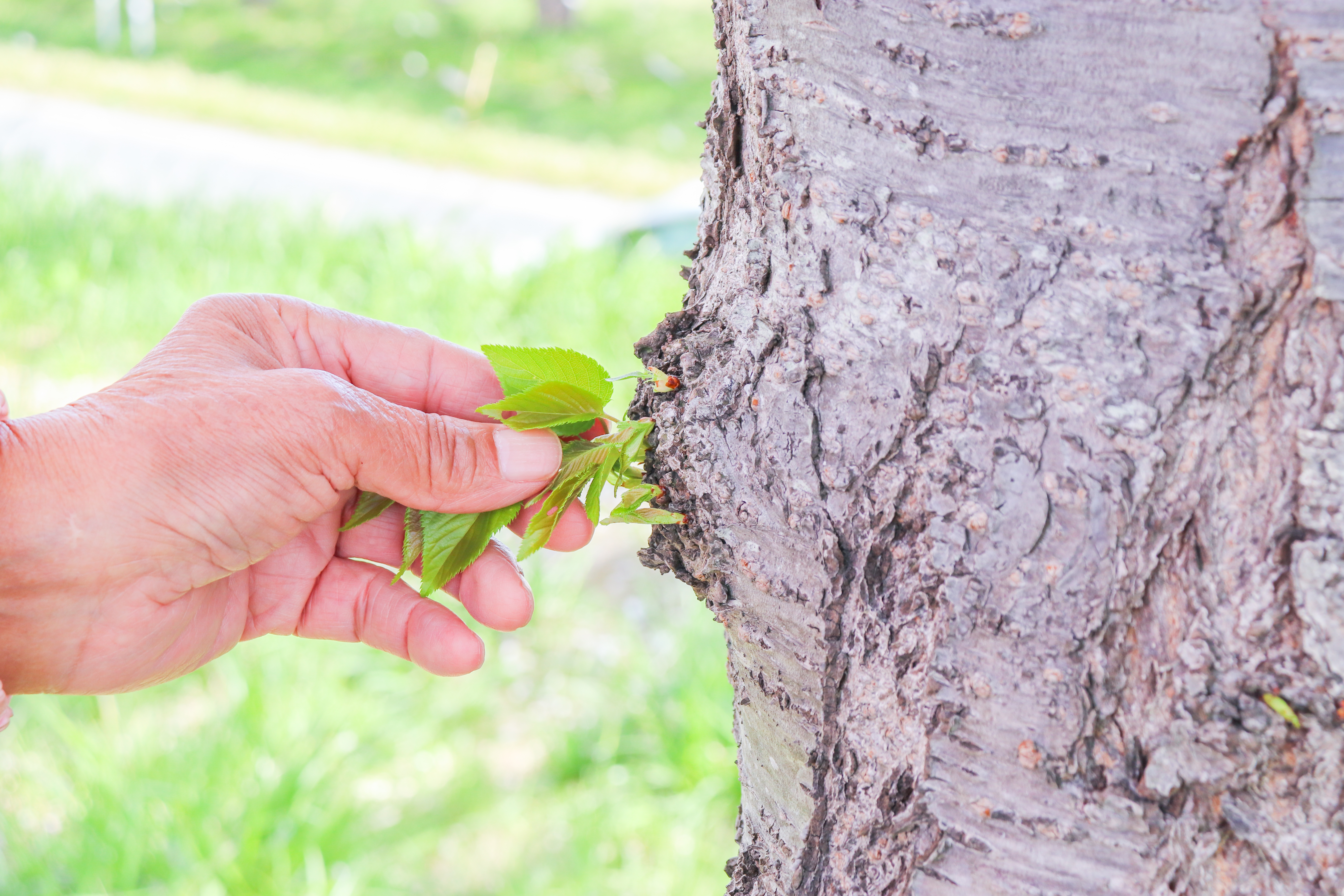 公開までしばらくお待ちください。