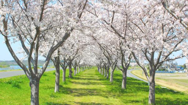 利根川桜づつみ