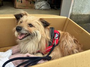 迷い犬1