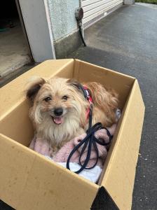 迷い犬2