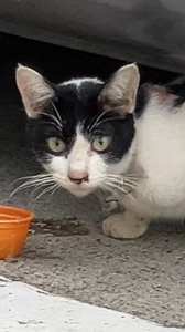 米町 猫1