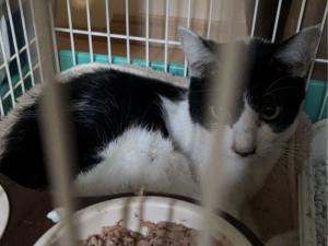 米町 猫2