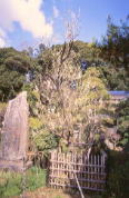 松替の梅